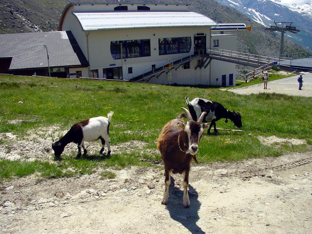 Haus Erle Appartement Saas-Grund